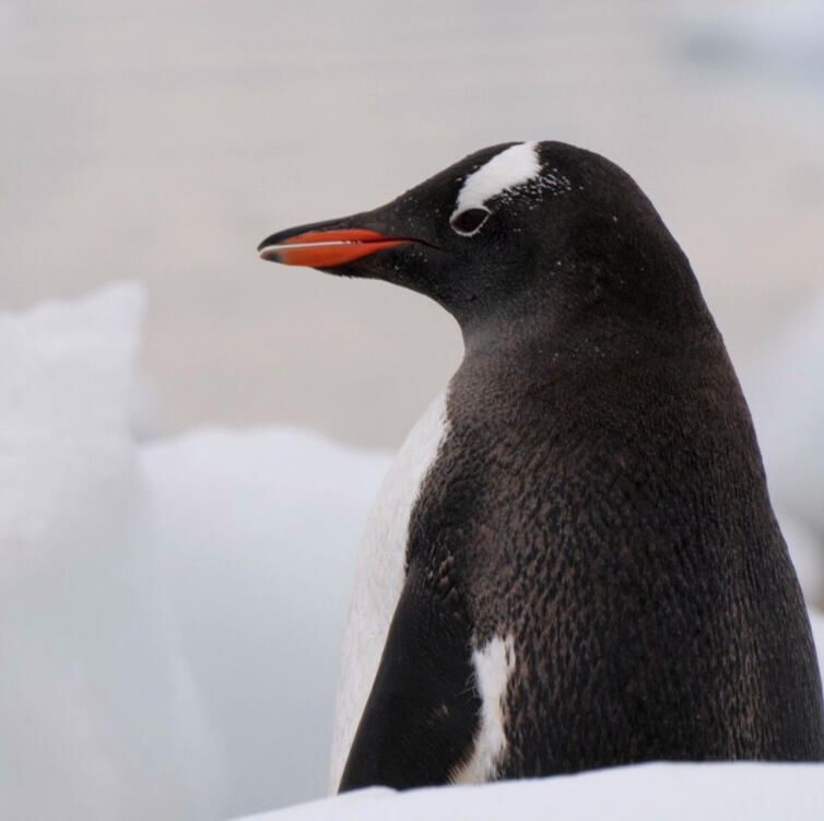 L’Antarctique, ce territoire si hostile est le théâtre d’aventures humaines extraordinaires. Ce film part à la découverte de ces histoires méconnues des explorateurs d’hier et des scientifiques d’aujourd’hui.