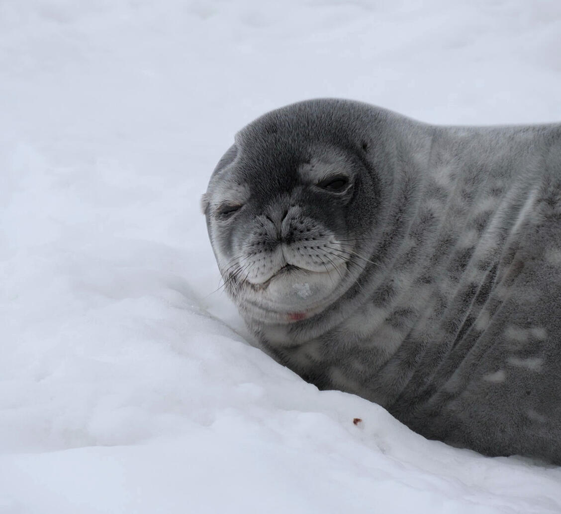 Je présente mon film sur l'Antarctique en entier ou par extraits selon l'âge des élèves. Je vous propose de partir à la rencontre des manchots et des baleines, mais aussi des scientifiques qui vivent au cœur d'un continent méconnu et glacé !